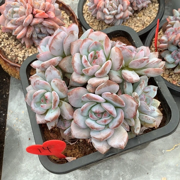 多肉植物雪天使很久以后