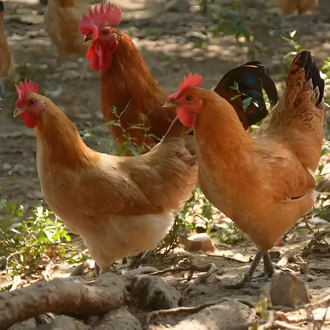 柴火土鸡定制 真空打包是为了方便运输保藏 分装打包找客服备注