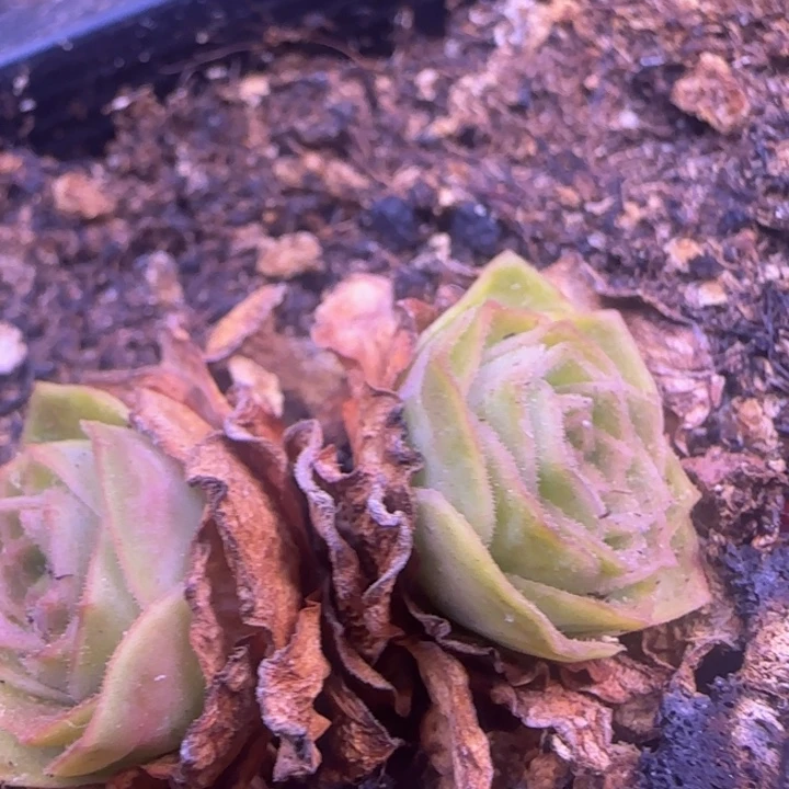 福利158566666988889996699