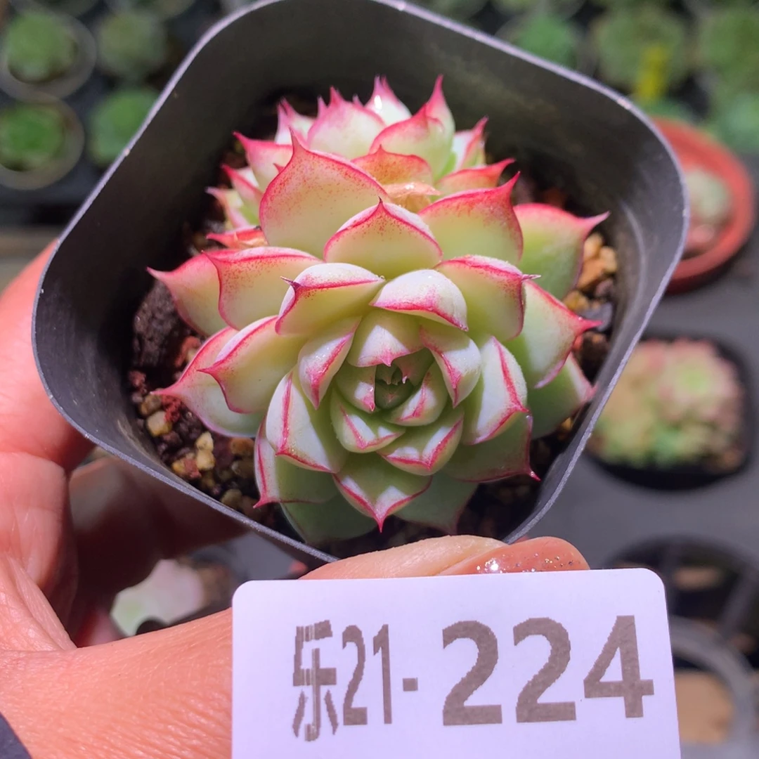 乐然21-224 女王玫瑰