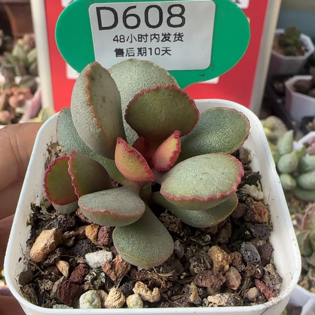 梦露水泡多肉。。   608。