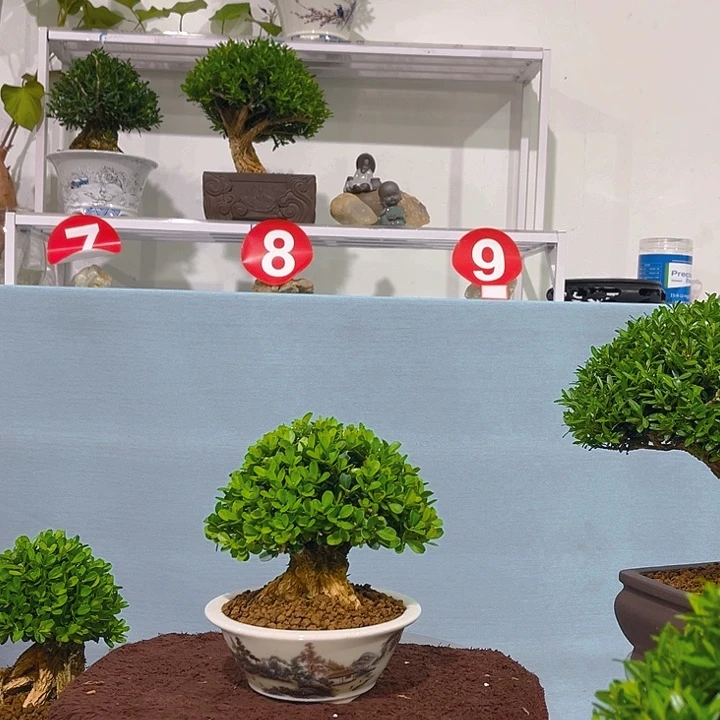 龙***仔无花朵浙江黄杨一树一拍