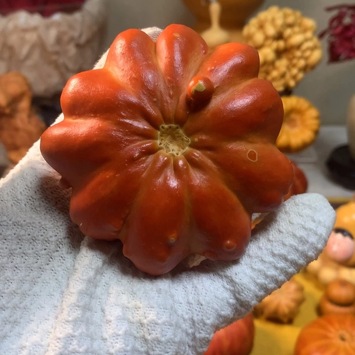 求讲解在拍5号链接