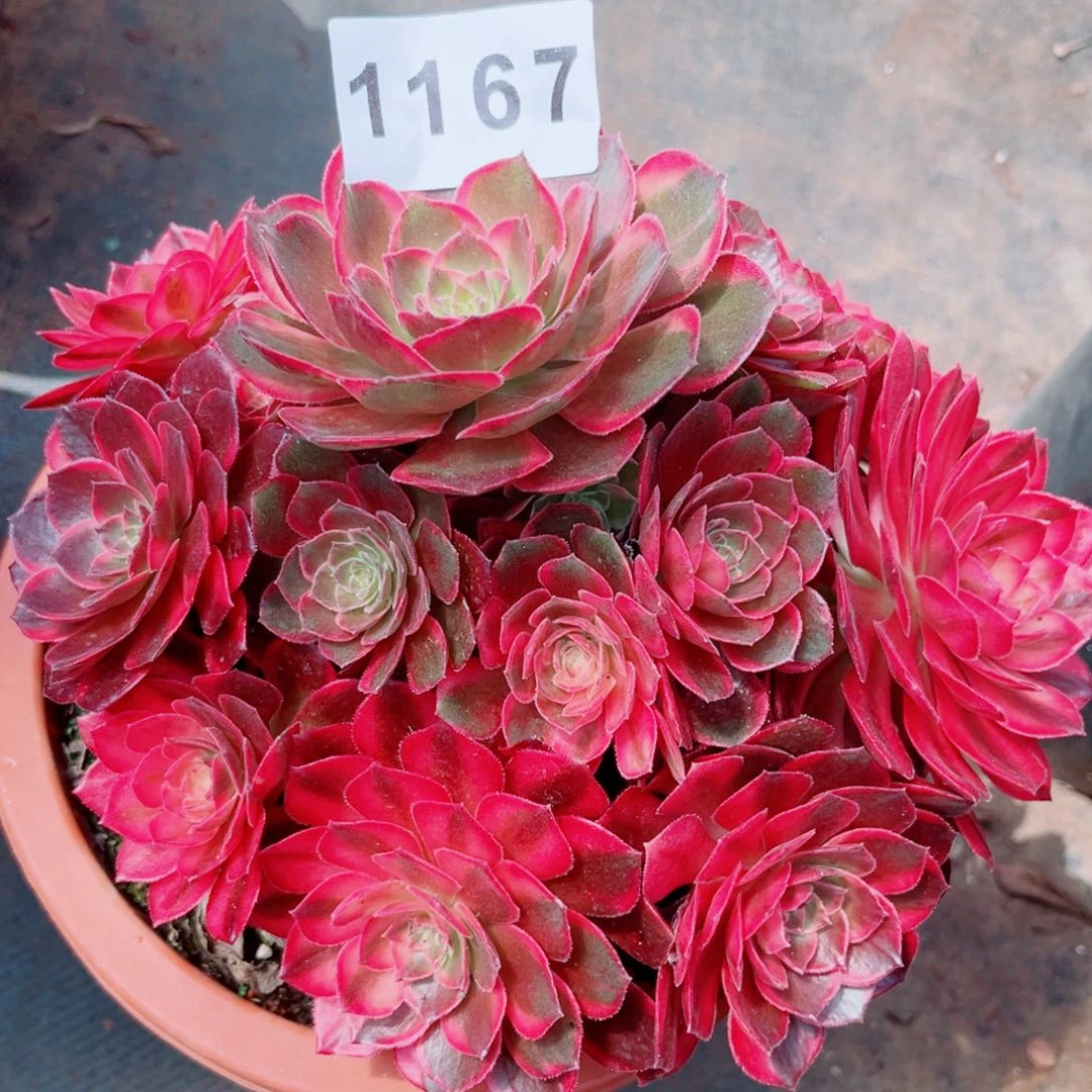 黑魔锦多肉发货发货