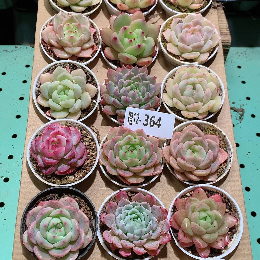 12-364一物一拍带盆18颗