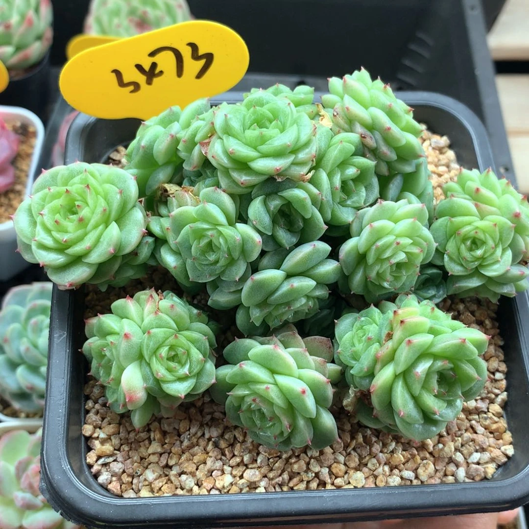 飘枝花朵脸麦秆群3473