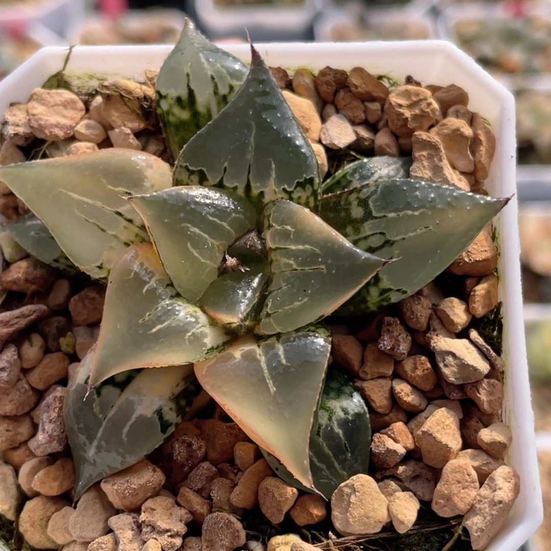 64 酒吞童子锦 多肉十二卷20包邮