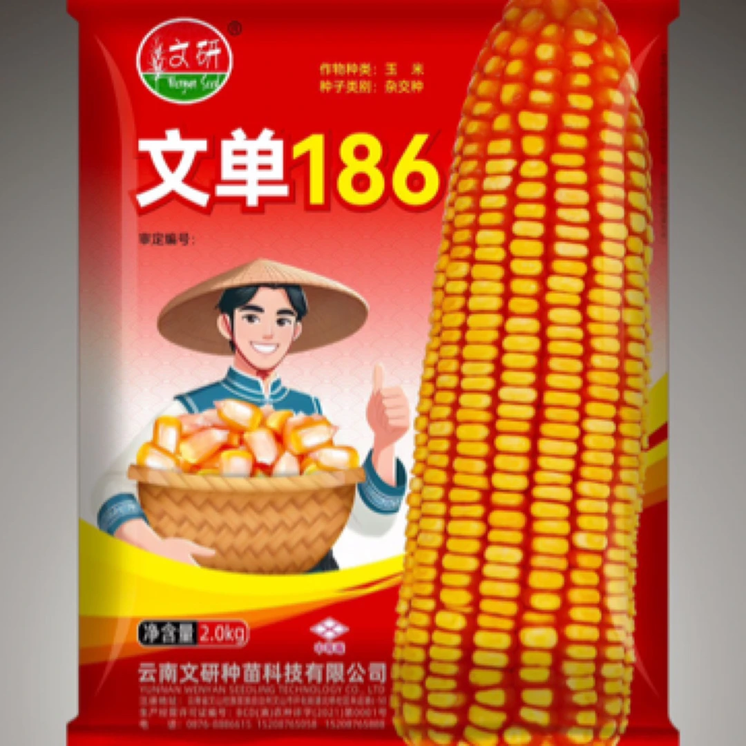 适合云南海拔1000米一1800米种植 抗性好 抗穗腐强