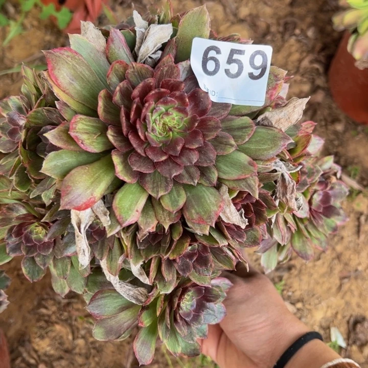 红霞多肉植物659