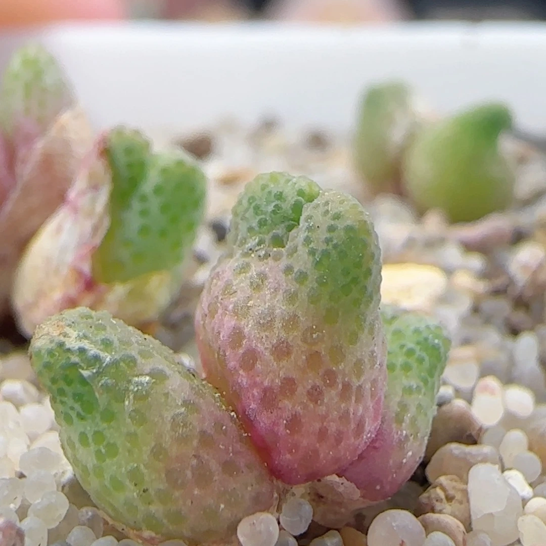 2.25.29/草莓斑马