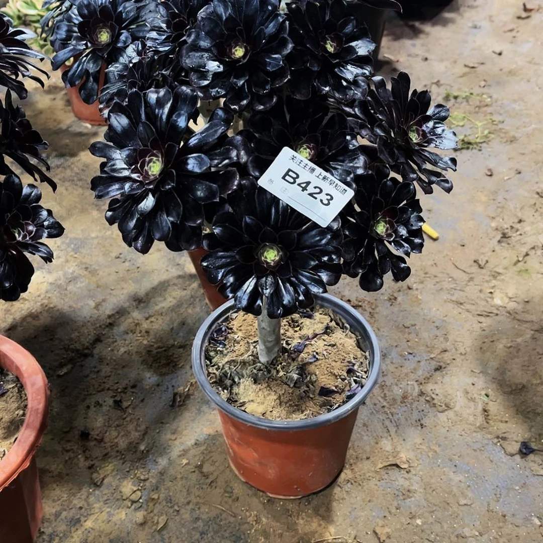 多肉423墨法师多肉