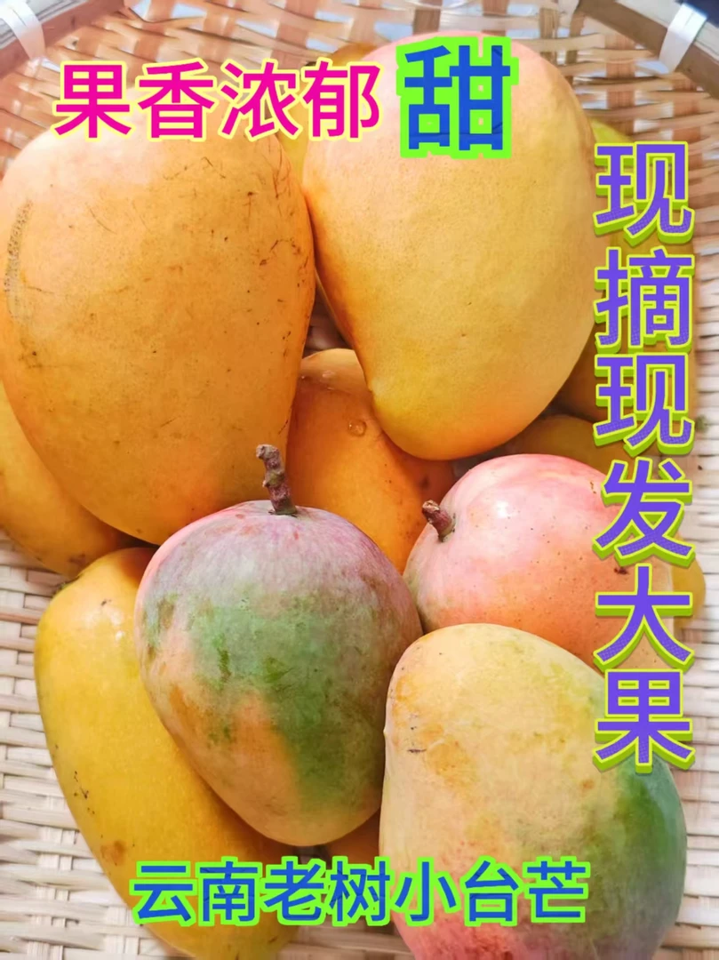 云南老树种植台农芒果新鲜热带水果香甜多汁树上熟核薄当季水果