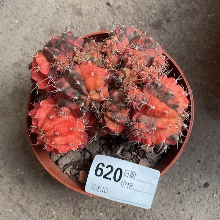 620仙人球开花植物