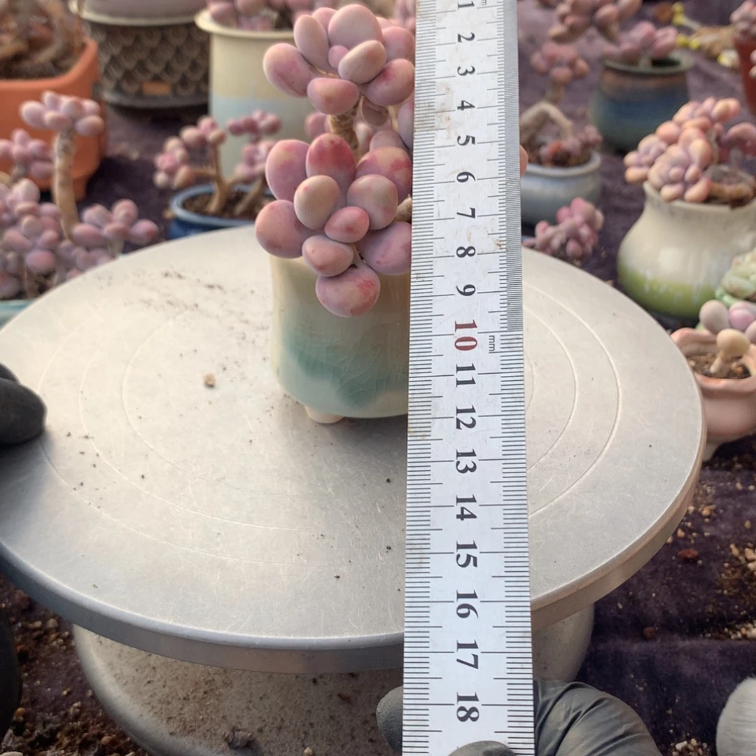 10号桃蛋带盆偏远地区不包邮的