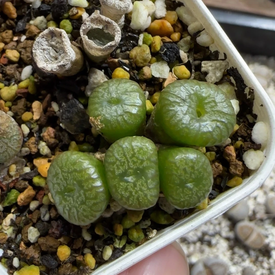 12.24。   小s小m。   2051