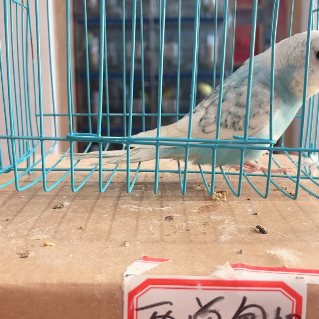 虎皮鹦鹉我的小姐姐