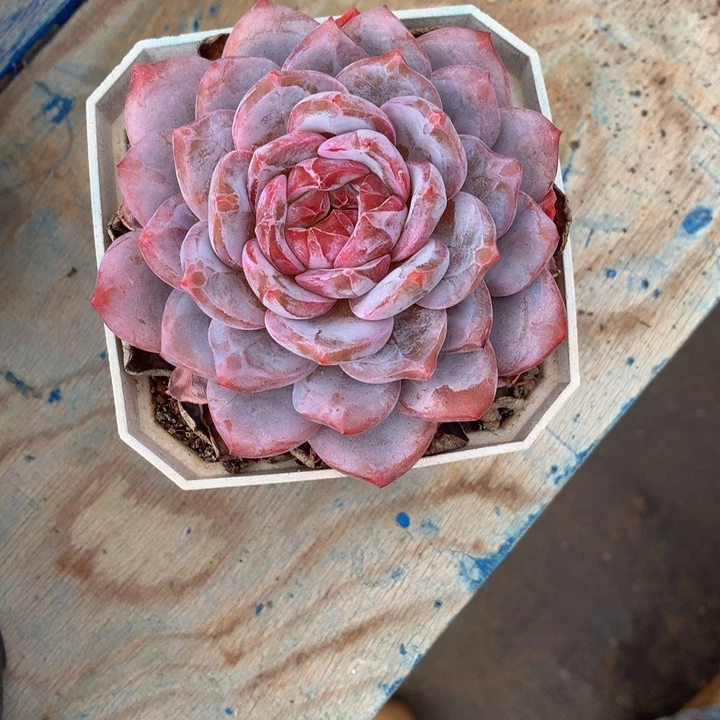 精控橙梦露多肉单头