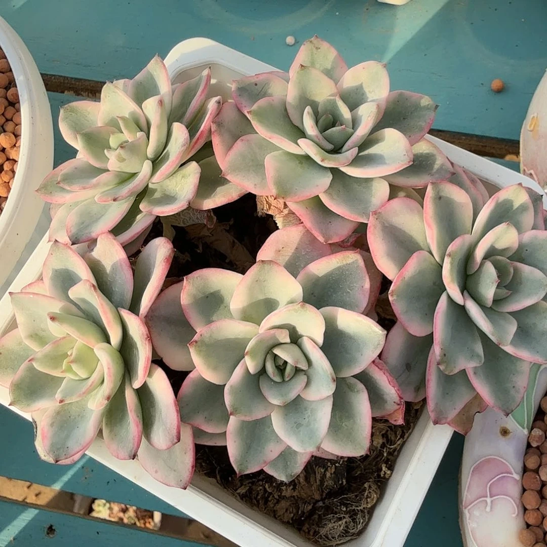 奶油黄桃锦，多肉植物