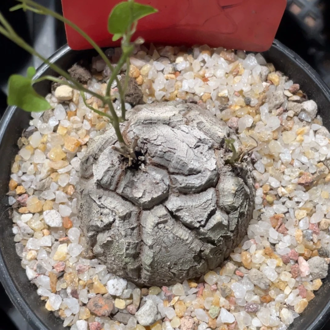 盆栽，双芽点龟甲龙5公分