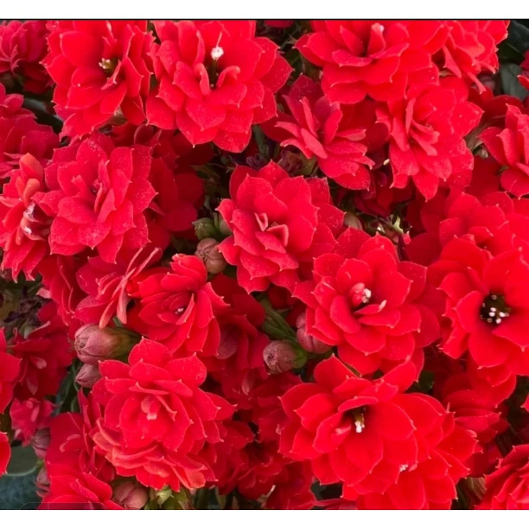 长寿花（红狐狸）130盆  打顶苗 红色重瓣