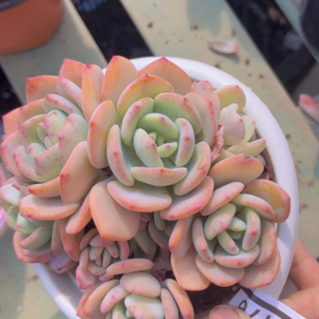 【闪购商品】白月光朵朵03176