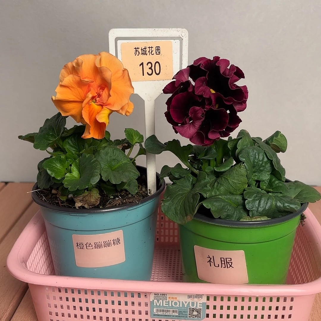 大部分开放少量花苞130