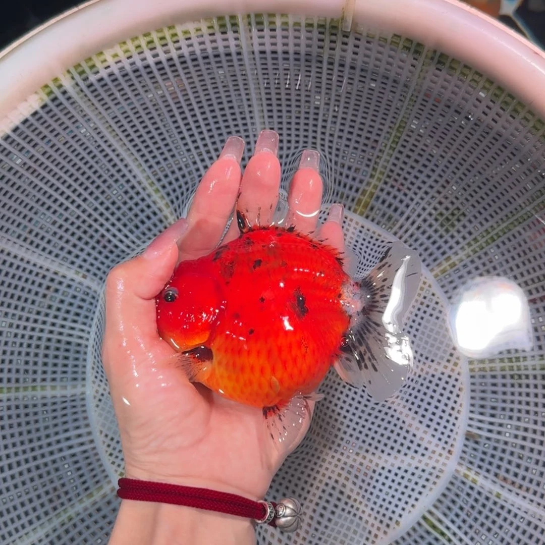 龙睛金鱼亚成红牛短尾