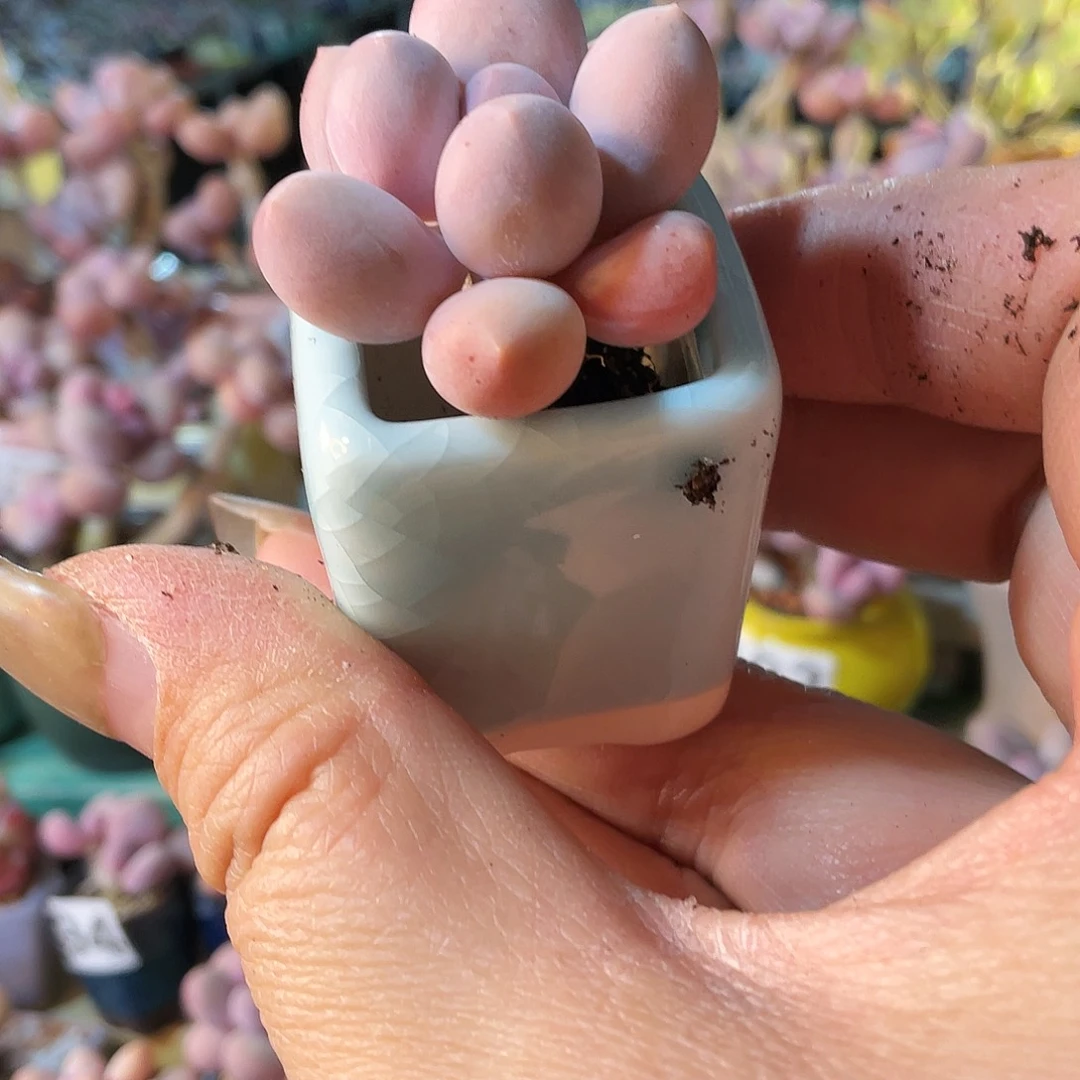 专**头多肉植物的生长发育与生长发育