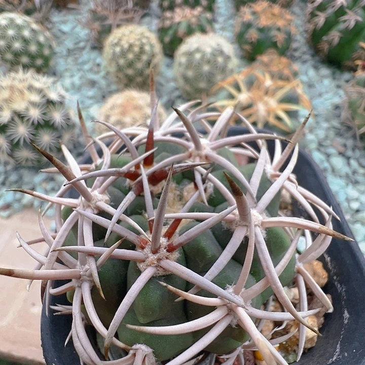 碧岩玉。  实生。