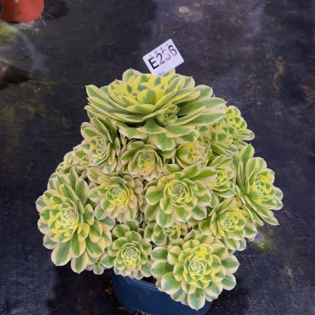 【闪购商品】23600