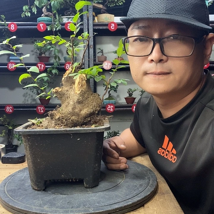 坏***孩无花朵小叶榔榆一个