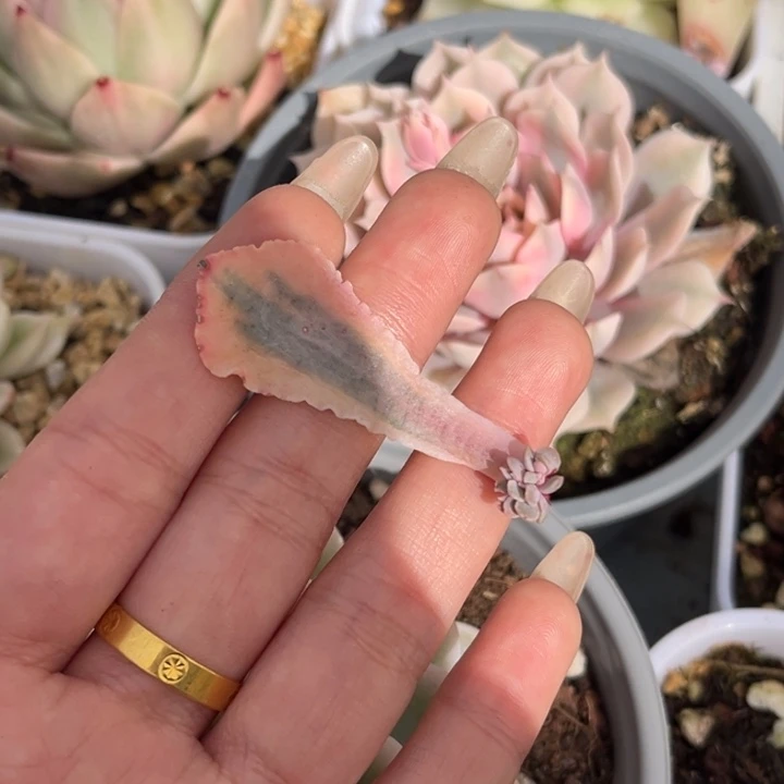 晚霞之舞锦叶片一颗