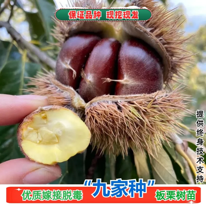 新品种九家种板栗树苗适合南方北方种植当年结果盆栽地栽嫁接树苗