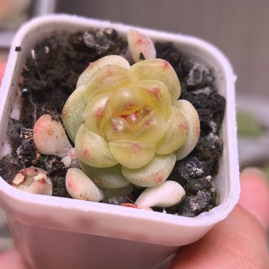 甜心相柳多肉一物一拍