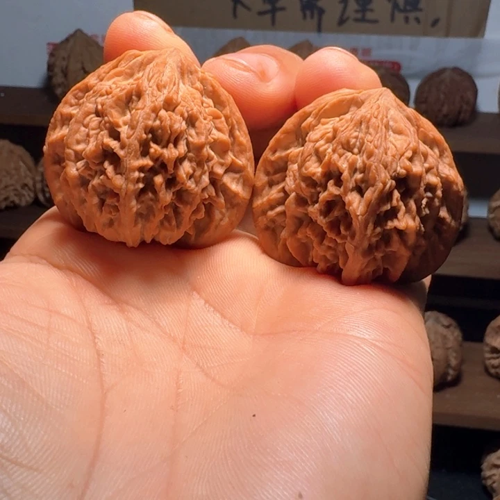 ****秦岭野生流星雨狮子头