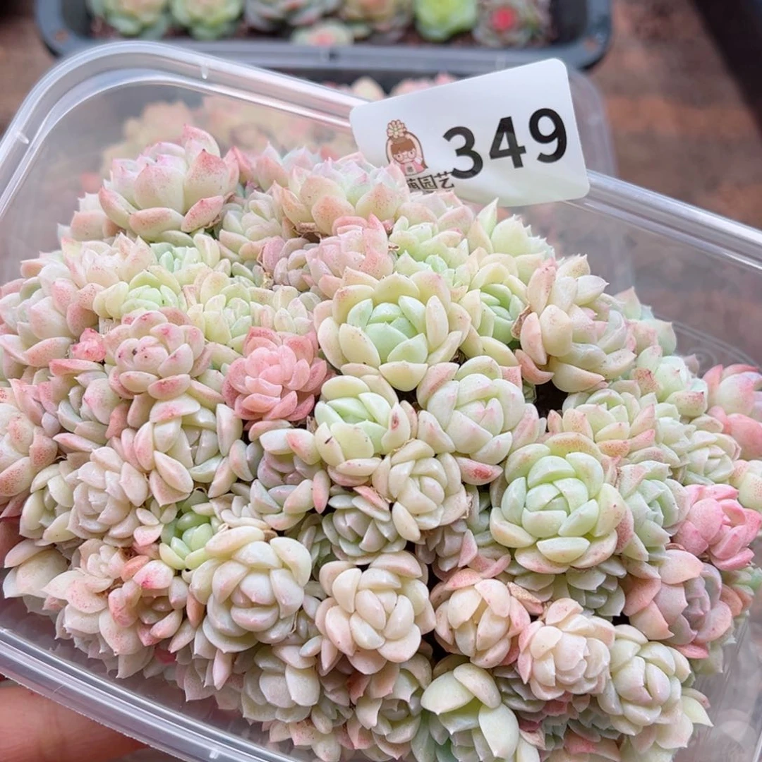 多肉植物多肉植物