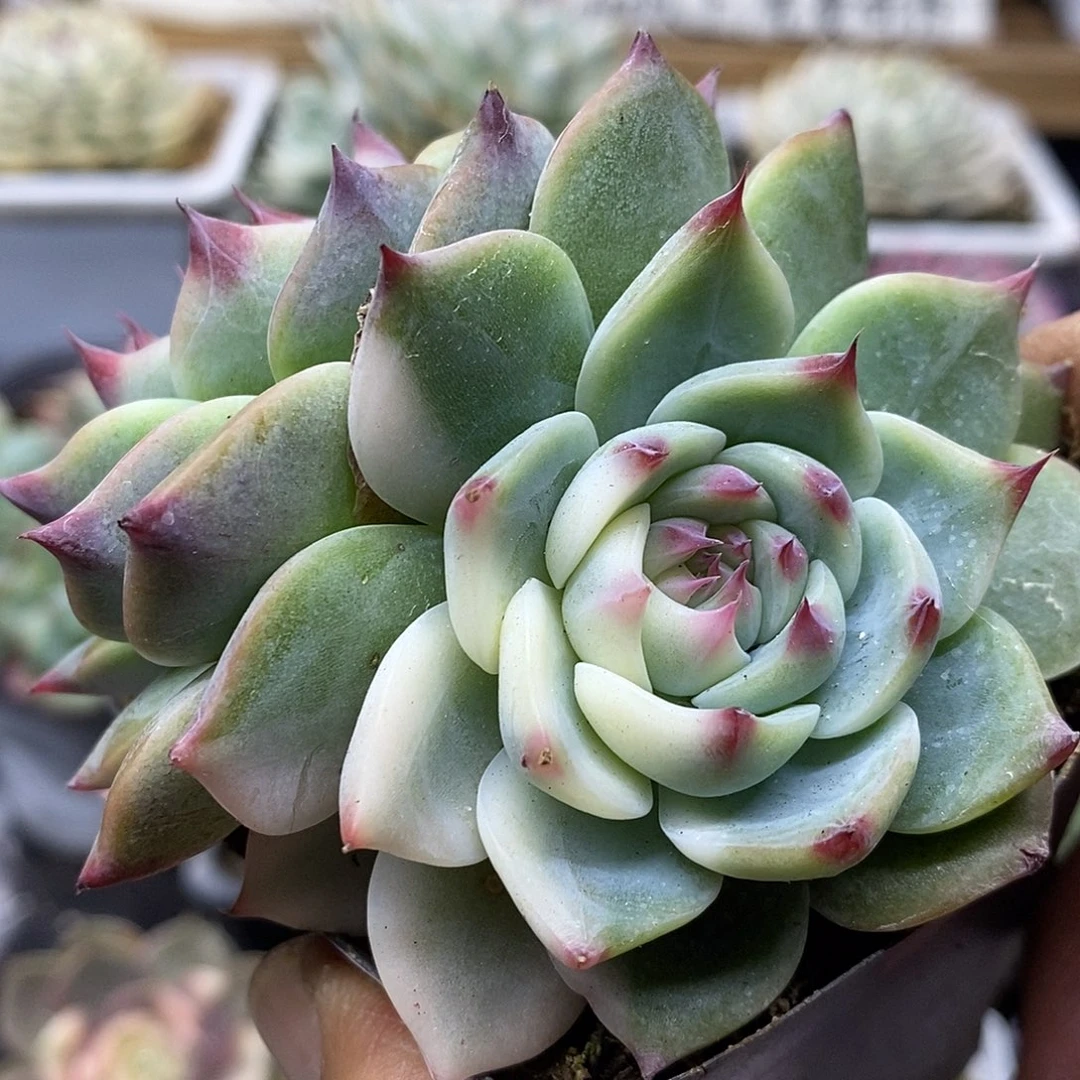 1196 吉娃娃花脸锦