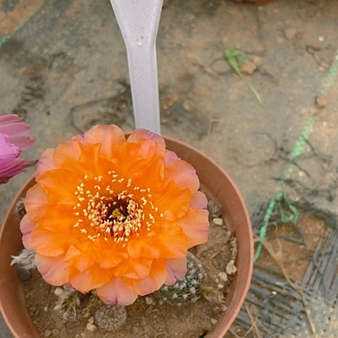 娜***姐仙人掌彩草一115摘花脱土发货