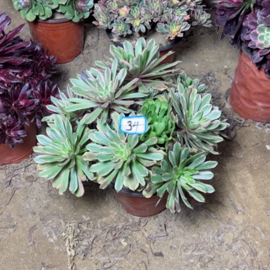 【闪购商品】每****笑多肉植物花脸34