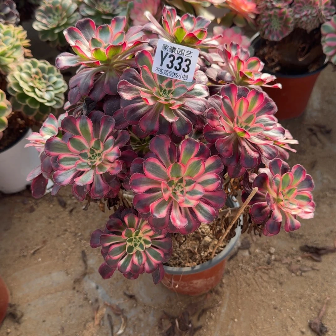 333丽娜官服22左右2