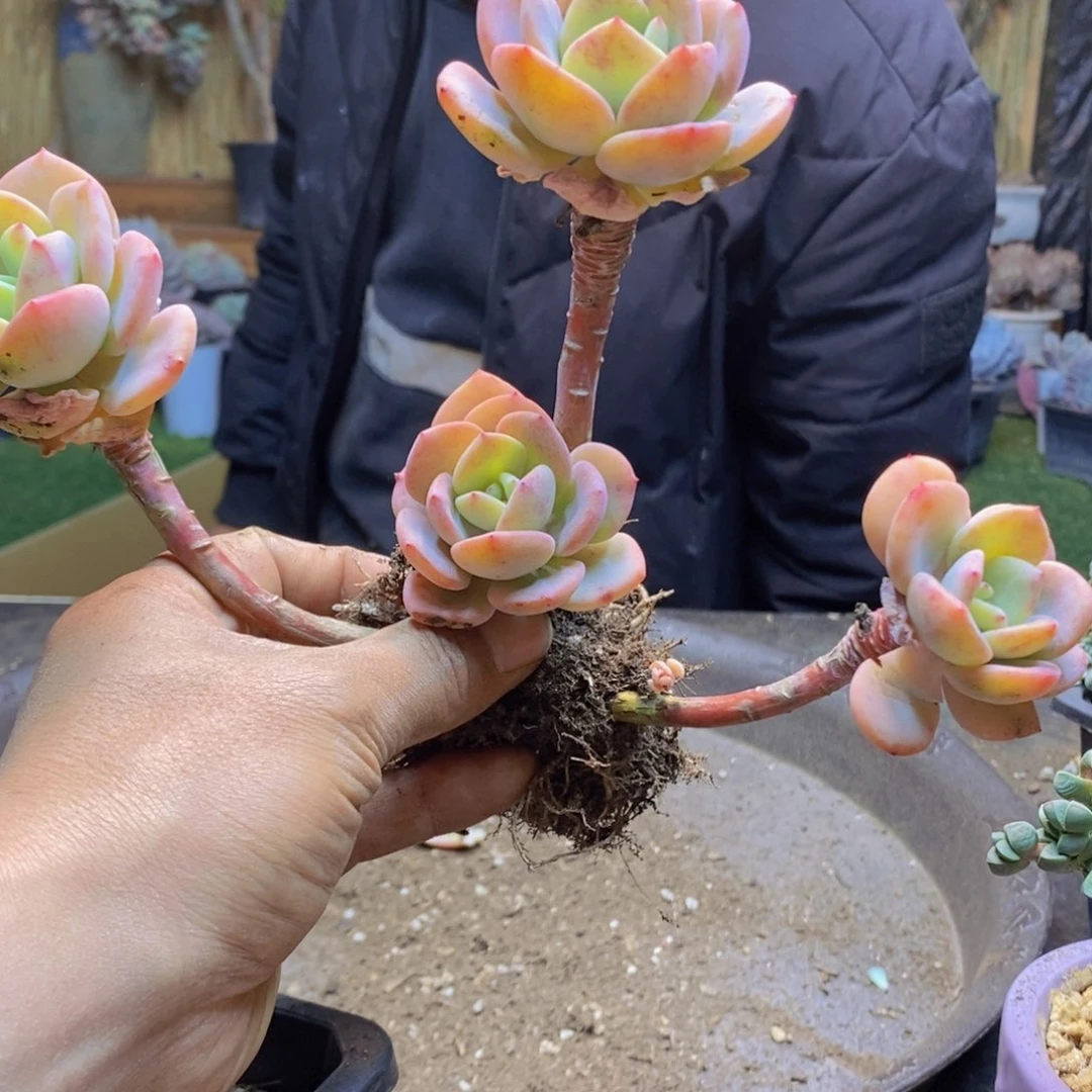 哈*H52号白月光老桩