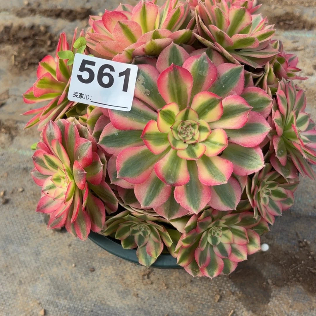 561倾城多肉植物多任务