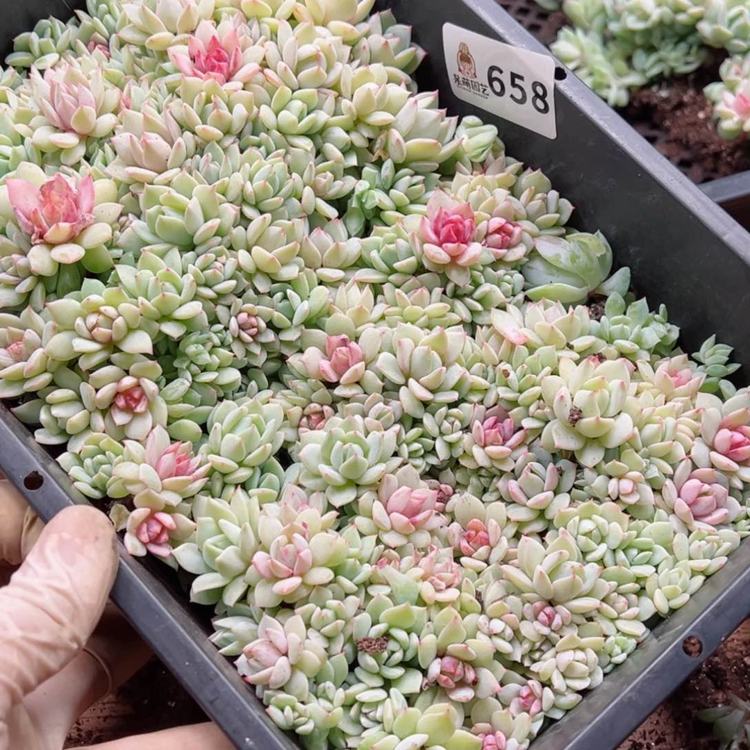 九****煊多肉植物多花植物