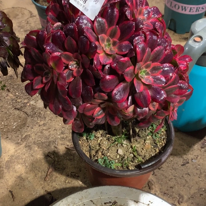 858蒙娜丽莎多肉植物特价