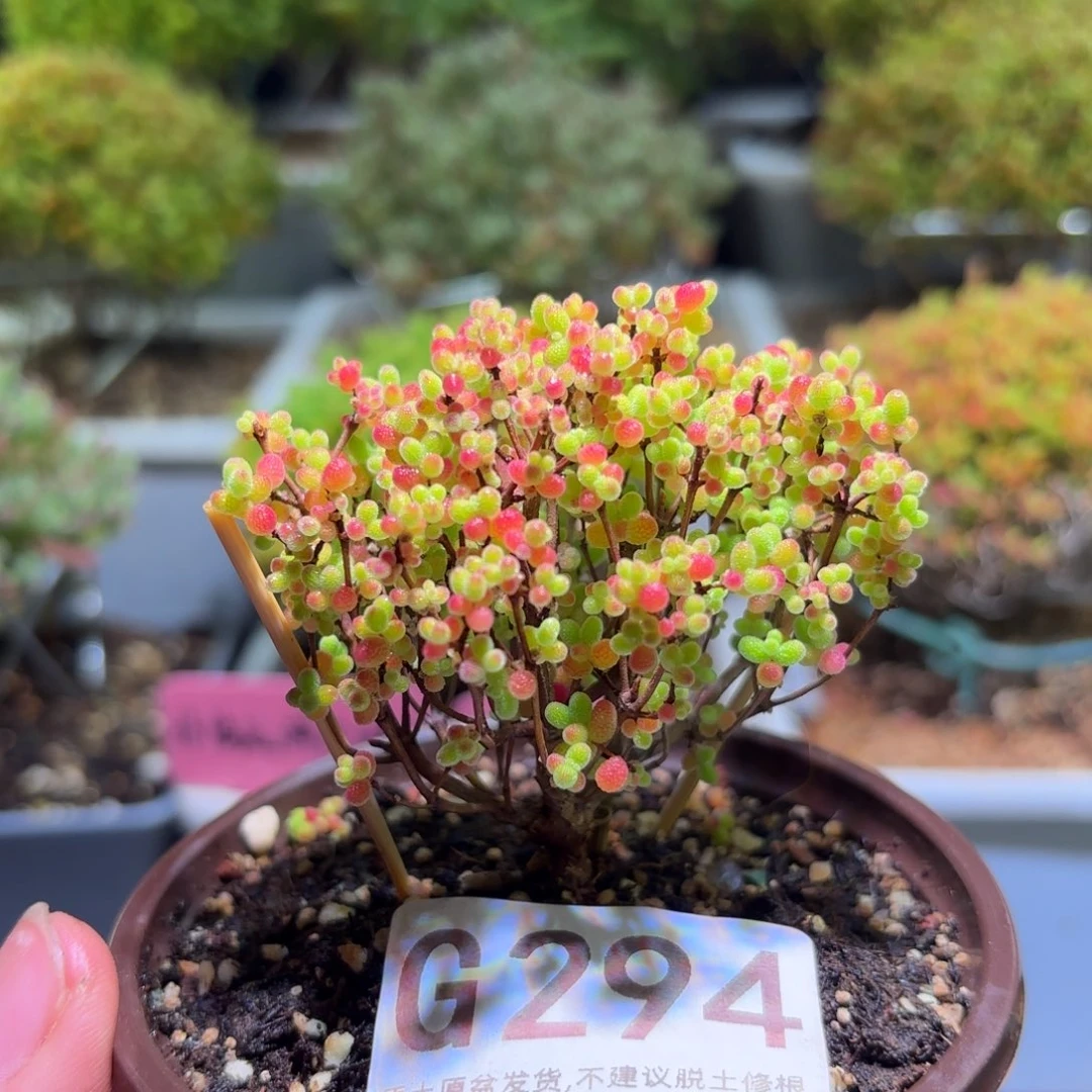 枝干番杏密橘糖球G294