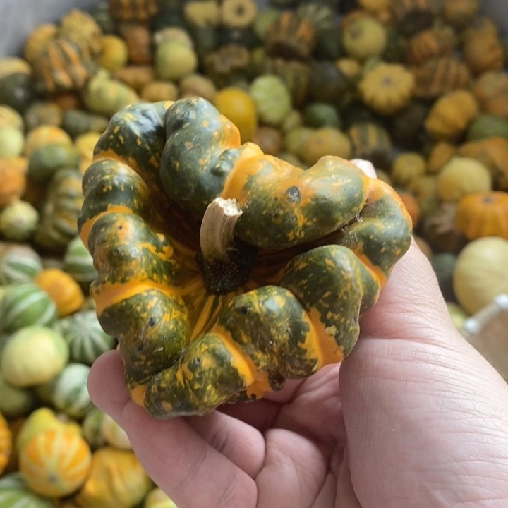 墨西哥文玩葫芦，异形口