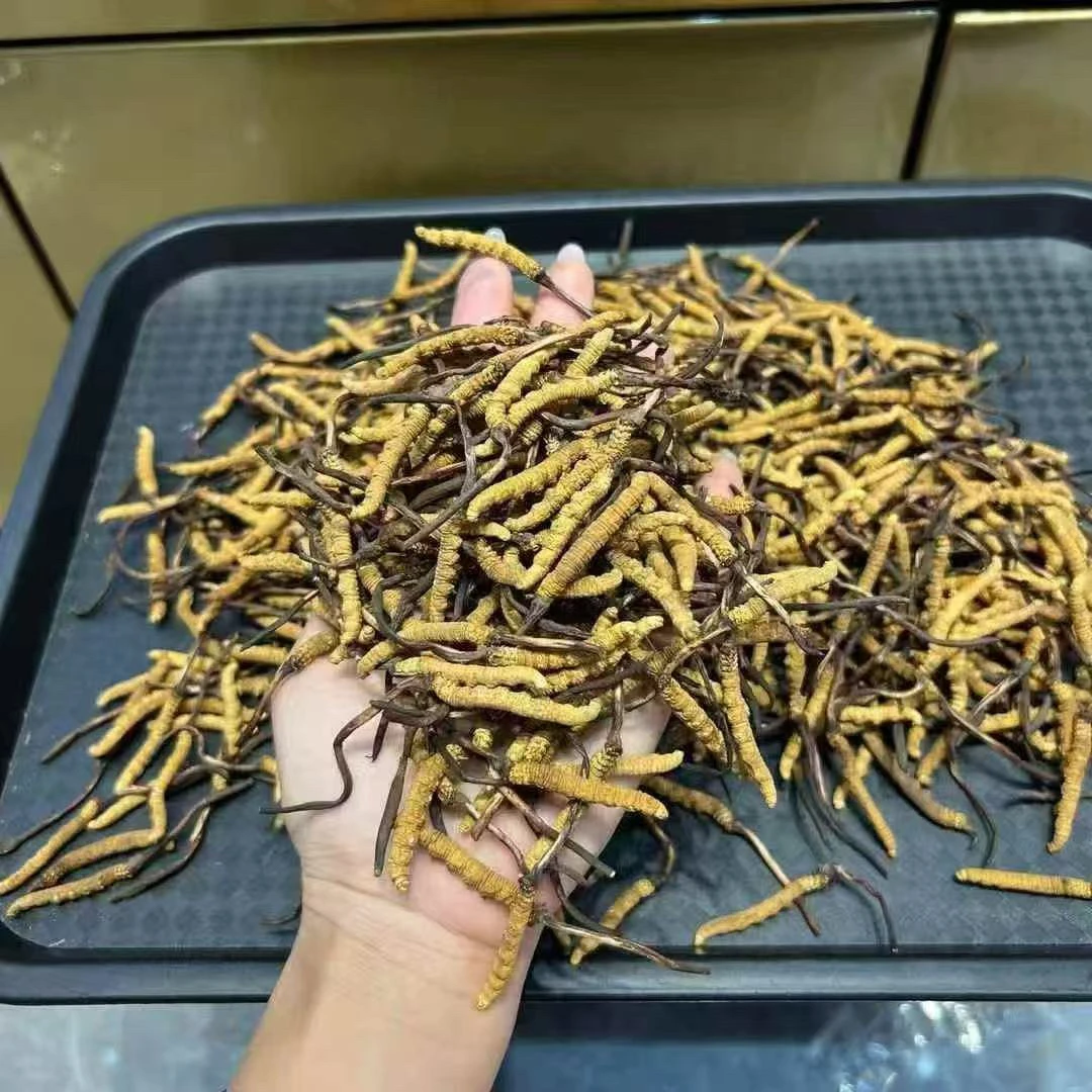 【冬虫夏草】2025新干草 5~7根/克 自然晒干 滋补煲汤泡酒（真虫草）