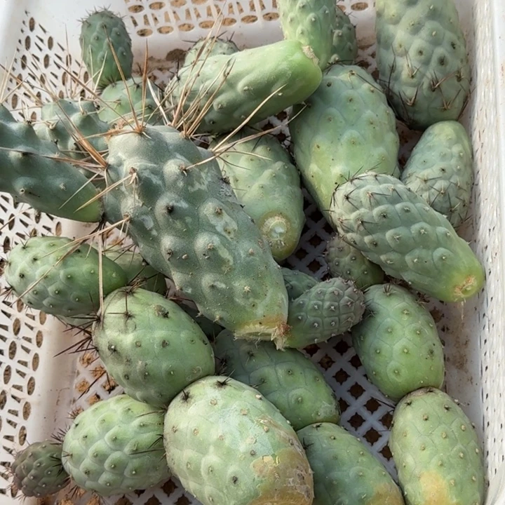 无花朵福利一筐习侧牙655