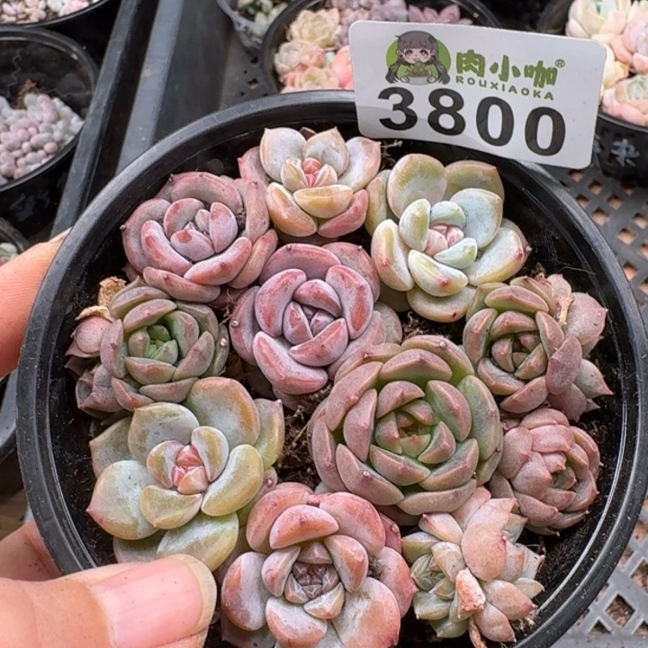 无花朵多肉植物多肉植物