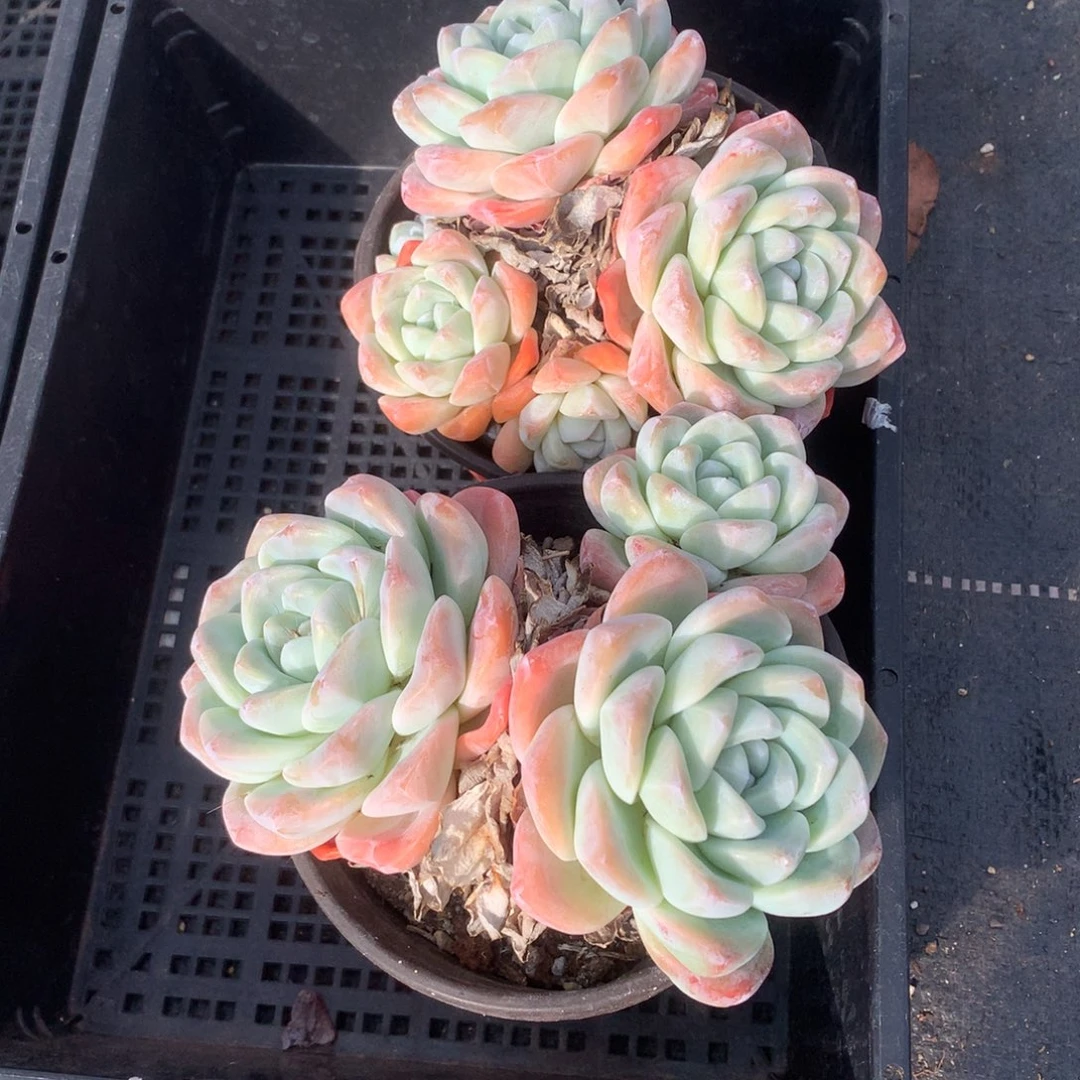 1217-71 老桩冰玉